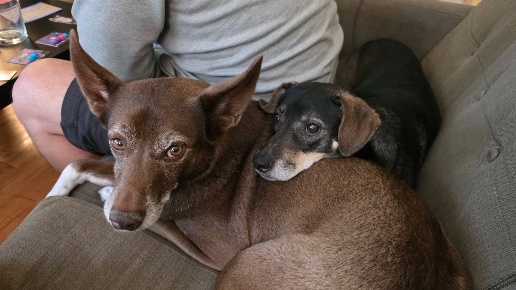 Milo resting his head on Manny while we play board games